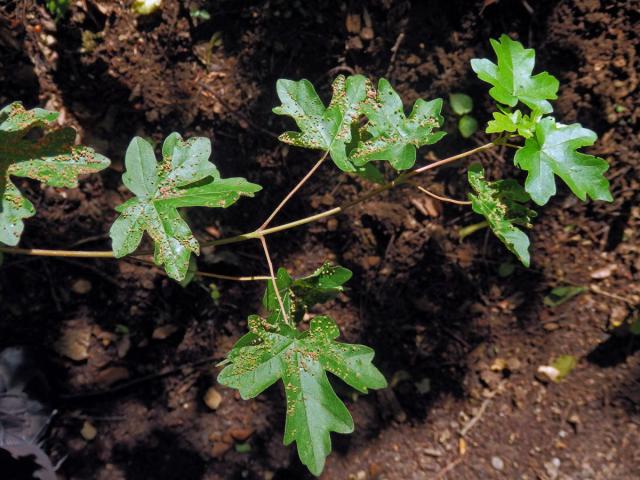 Hálky vlnovníka javorožravého (Aceria macrochela); javor babyka