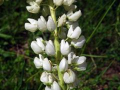 Lupina mnoholistá (Lupinus polyphyllus Lindl.) s bílými květy (1b)