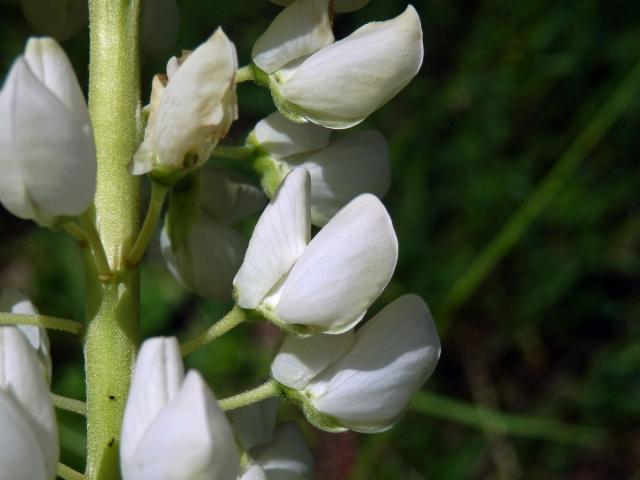 Lupina mnoholistá (Lupinus polyphyllus Lindl.) a bílými květy