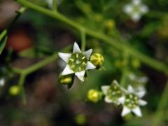Lněnka lnolistá (Thesium linophyllon L.), šestičetný květ (1b)
