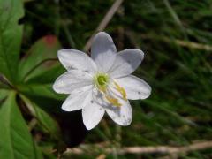 Sedmikvítek evropský (Trientalis europaea L.) - osmičetný květ