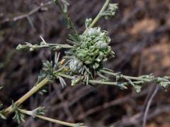 Hálky na pelyňku (Artemisia)