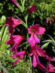 Mečík (Gladiolus communis L.)