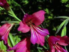 Mečík (Gladiolus communis L.)