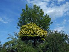 Javor mléč (Acer platanoides L.) s větví listů zlaté barvy (1h)