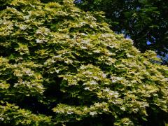 Javor mléč (Acer platanoides L.) s větví listů zlaté barvy (1j)