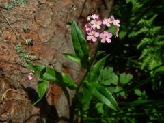 Pomněnka bahenní (Myosotis palustris (L.) L.) (5a) s růžovými květy