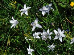 Zvonek rozkladitý (Campanula patula L.) se světlými květy (4b)