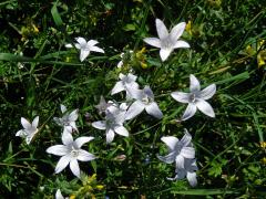Zvonek rozkladitý (Campanula patula L.) se světlými květy (4c)