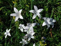 Zvonek rozkladitý (Campanula patula L.) se světlými květy (4d)