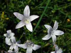 Zvonek rozkladitý (Campanula patula L.) se světlými květy (4f)