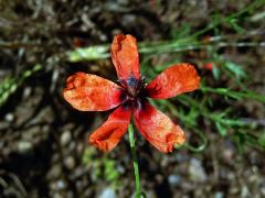 Mák polní (Papaver argemone L.) - pětičetný květ (1b)