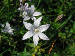 Zvonek rozkladitý (Campanula patula L.) - šestičetný květ (8)