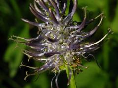 Zvonečník (Phyteuma × adulterinum Wallroth)