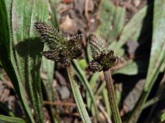 Jitrocel kopinatý (Plantago lanceolata L.) - větvené květenství (14)