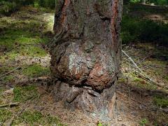 Tumor na borovici lesní (Pinus sylvestris L.) (34)