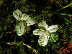 Brusnice brusinka (Vaccinium vitis-idaea L.) s panašovanými listy (3a)
