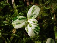 Brusnice brusinka (Vaccinium vitis-idaea L.) s panašovanými listy (3c)