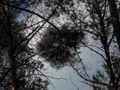 Čarověník na borovici lesní (Pinus sylvestris L.) (19)