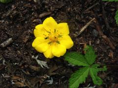 Mochna plazivá (Potentilla reptans L.) se sedmičetným květem (4b)