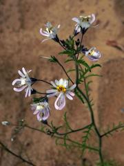 Klanokvět (Schizanthus tricolor[/i] Grau & Gronbach)