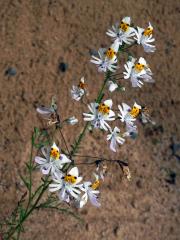 Klanokvět (Schizanthus tricolor[/i] Grau & Gronbach)