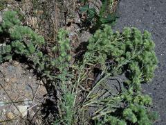 Hálky vlnovníka hadincového (Aceria echii), hadinec obecný
