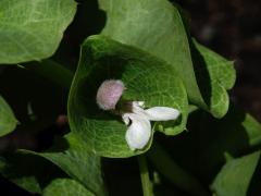 Molučenka hladká (Molucella laevis L.)