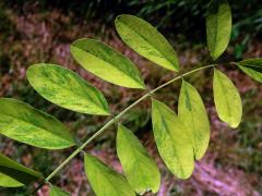 Trnovník akát (Robinia pseudoacacia L.) s panašovanými listy