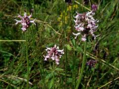 Bukvice lékařská (Betonica officinalis L.) se světlými květy (4)
