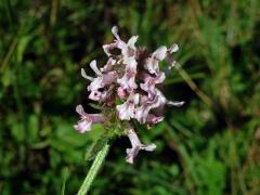 Bukvice lékařská (Betonica officinalis L.) se světlými květy (4a)