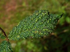 Hálky vlnovníka polního (Aceria campestricola)