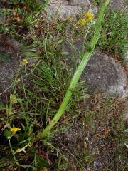 Fasciace škardy dvouleté (Crepis biennis L.)