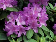 Pěnišník zkřížený (Rhododendron x hybridum hort.)