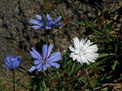 Čekanka obecná (Cichorium intybus L.) - rostlina s bílými květy (9)