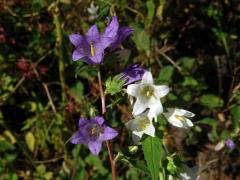 Zvonek kopřivolistý (Campanula trachelium L.) s bílými květy (1e)