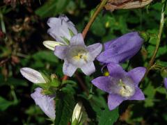 Zvonek kopřivolistý (Campanula trachelium L.) se světlými květy (2b)