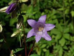 Zvonek kopřivolistý (Campanula trachelium L.), šestičený květ (14a)
