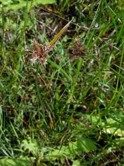 Kamyšník přímořský (Bolboschoenus maritimus (L.) Palla s. str.)