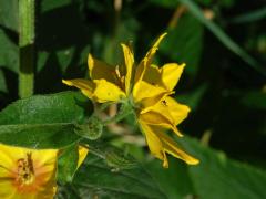 Vrbina tečkovaná (Lysimachia punctata L.) se zdvoleným květem (1a)