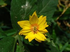Vrbina tečkovaná (Lysimachia punctata L.) se zdvoleným květem (1b)