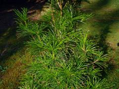 Čeleď: Pajehličníkovité (Sciadopityaceae Luerss.)    