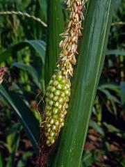 Kukuřice setá (Zea mays L.), oboupohlavný květ (3c)