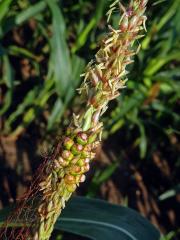 Kukuřice setá (Zea mays L.), oboupohlavný květ (4b)