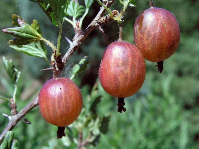 Srstka angrešt = Meruzalka srstka (Ribes uva-crispa L.)