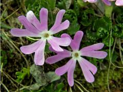 Prvosenka nejmenší (Primula minima L.)