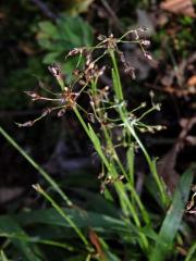 Bika chlupatá (Luzula pilosa (L.) Willd.)