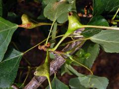 Hálky dutilky (Pemphigus bursarius); topol černý