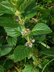 Máta rolní (Mentha arvensis L.) se světlými květy (1a)