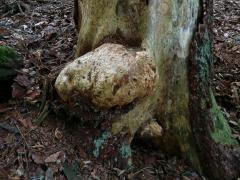 Smrk ztepilý (Picea abies (L.) Karsten) (24) s nádorem na kmeni